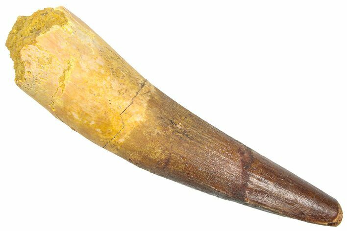 Fossil Spinosaurus Tooth - Real Dinosaur Tooth #361288